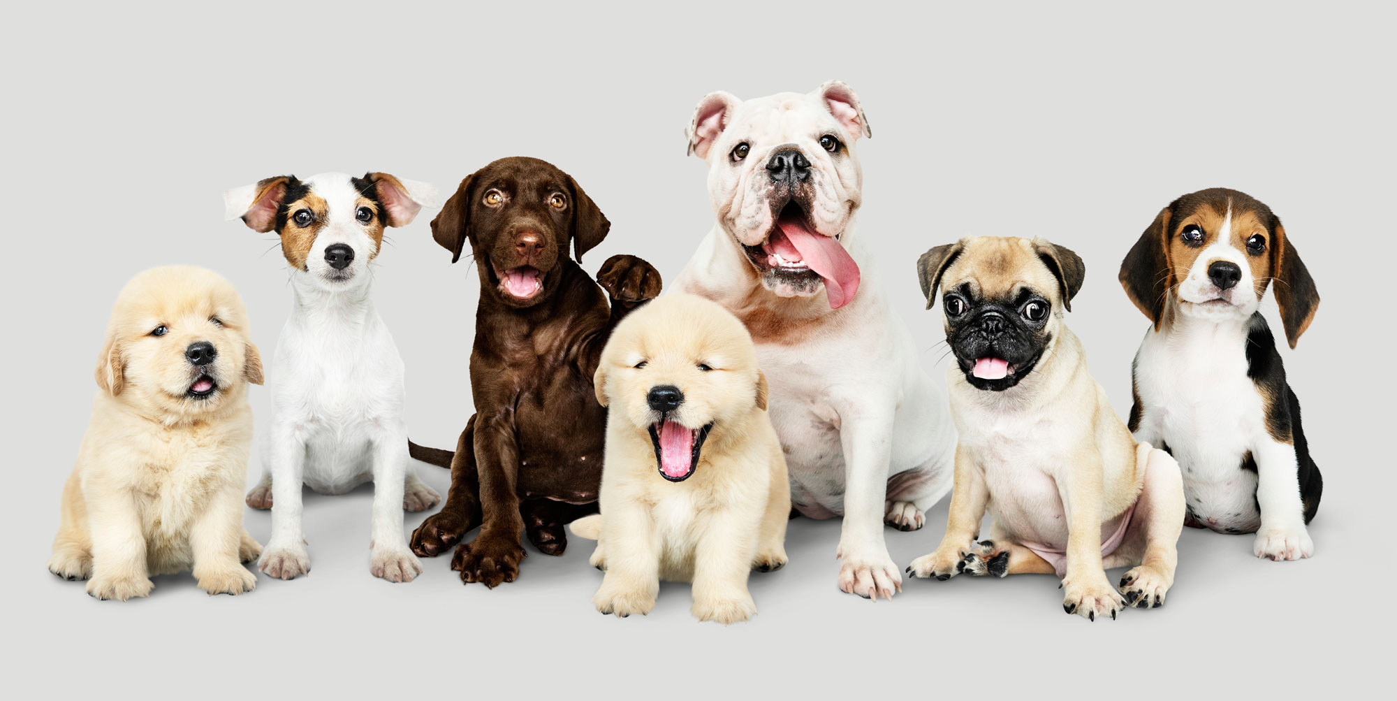Traumatólogo
        veterinario en Ñuñoa, Santiago especializado en ortopedia de
        mascotas